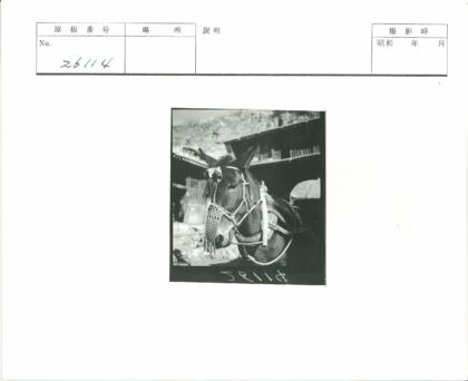 山景建筑前戴马具的驴子.jpg