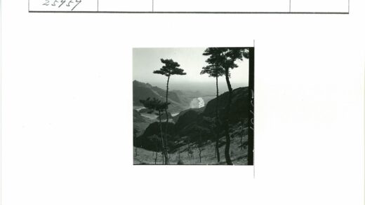 山谷河流与高大树木风景.jpg