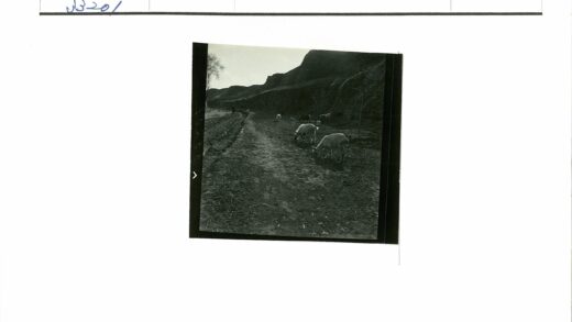 山间土路山羊吃草.jpg