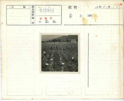 山间花海与劳作人群.jpg