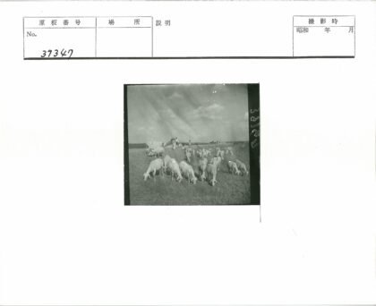 山顶两人与羊群草地.jpg