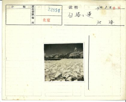 山顶宝塔荷花森林暗空.jpg