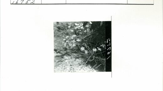 岩石间的白花簇.jpg