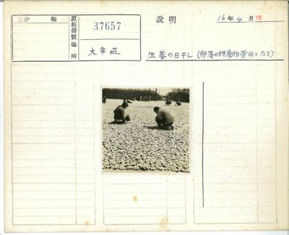 干姜地劳作与篮子树木背景.jpg