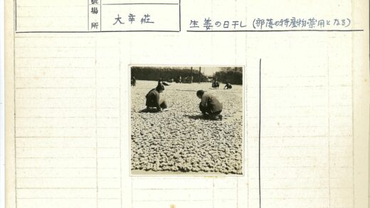 干姜地劳作与篮子树木背景.jpg