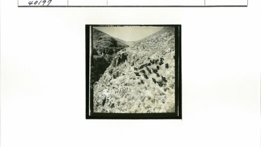 干旱山区山羊群穿越岩石坡.jpg