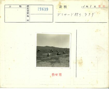 干旱平原上的骆驼群.jpg