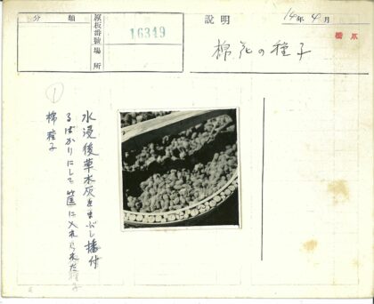 干果篮与木棍特写.jpg