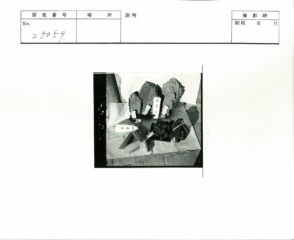 干燥植物标本特写展示.jpg