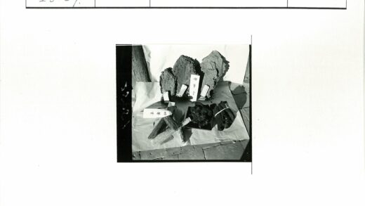 干燥植物标本特写展示.jpg