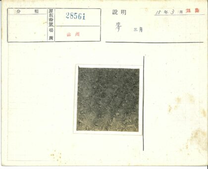 幼苗早期发育土壤生长阶段.jpg