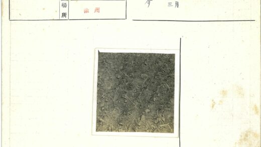 幼苗早期发育土壤生长阶段.jpg