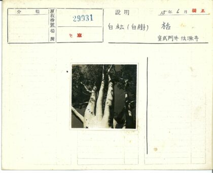 幽暗森林高大树木景观.jpg