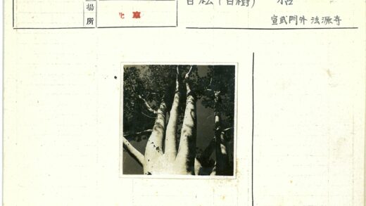 幽暗森林高大树木景观.jpg