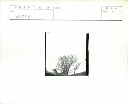 废墟枯树与栖鸟.jpg