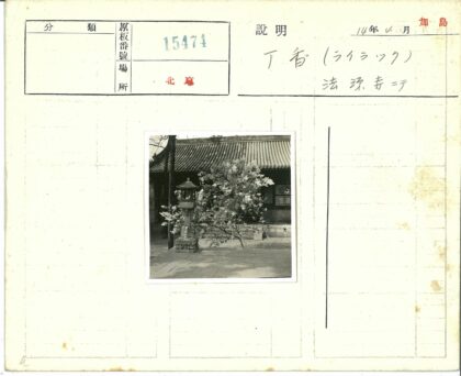 庭院盛开花树与石灯笼.jpg