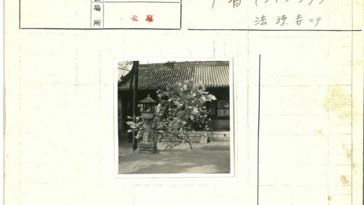 庭院盛开花树与石灯笼.jpg