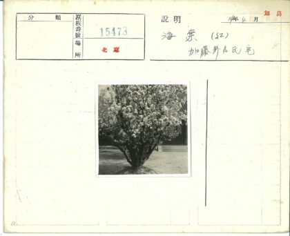 开花树与城市建筑.jpg