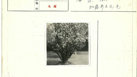 开花树与城市建筑.jpg