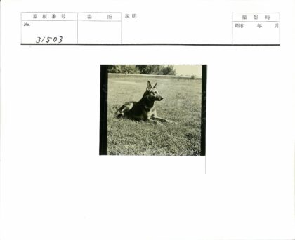 德国牧羊犬草地休憩.jpg