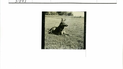 德国牧羊犬草地休憩.jpg