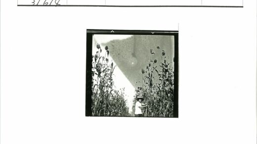 戴帽人立于玉米田间.jpg