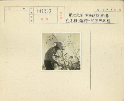 戴帽农民棉田采摘.jpg