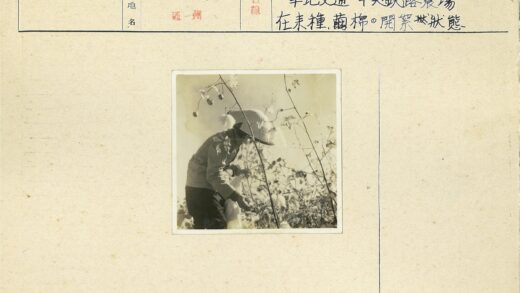 戴帽农民棉田采摘.jpg