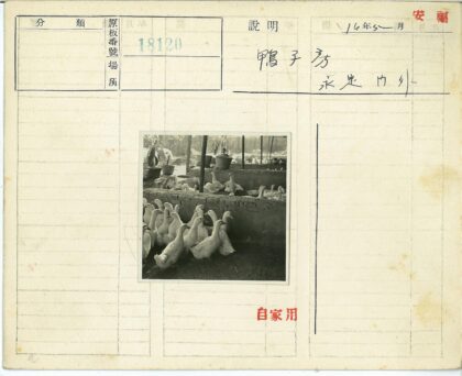 户外围栏鸭群盆栽棚子背景.jpg