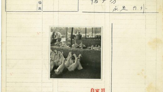 户外围栏鸭群盆栽棚子背景.jpg