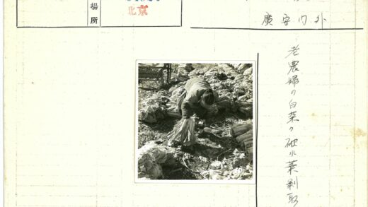 户外整理大白菜劳作场景.jpg