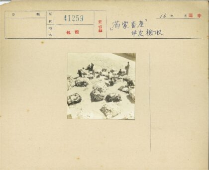 户外棉花劳作场景.jpg