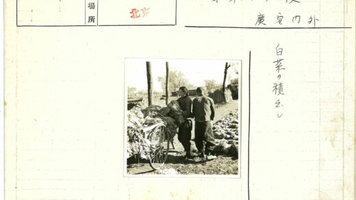 户外种植卷心菜场景.jpg