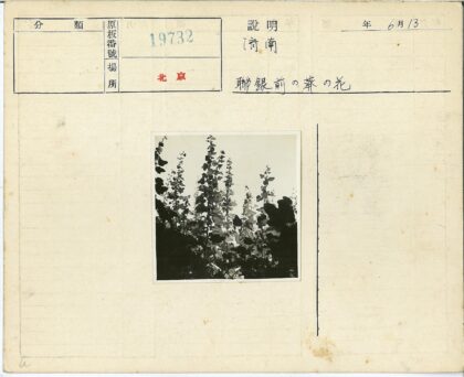 户外高大开花植物剪影.jpg