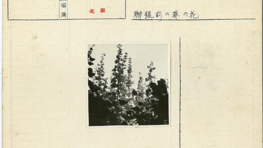 户外高大开花植物剪影.jpg