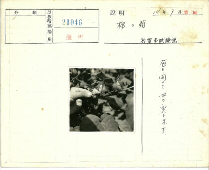 手持棉蕾的绿叶花园.jpg