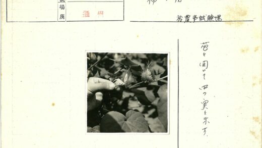 手持棉蕾的绿叶花园.jpg