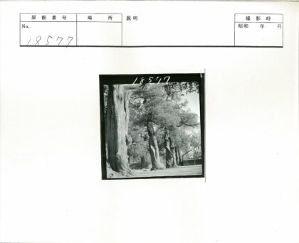扭曲高树与石墙风景.jpg