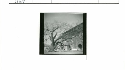 拱门建筑前狮子雕像与枯树.jpg
