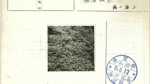 摊开花生老照片丰收场景.jpg
