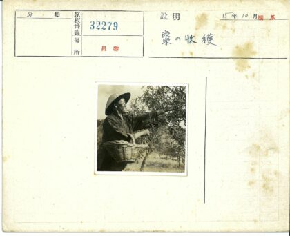 摘果人户外采水果.jpg