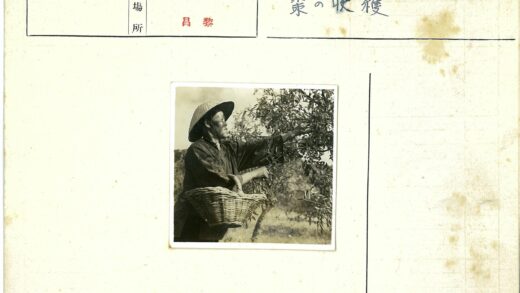 摘果人户外采水果.jpg