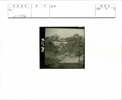 斜坡上的树木与建筑风景.jpg