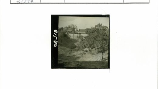 斜坡上的树木与建筑风景.jpg
