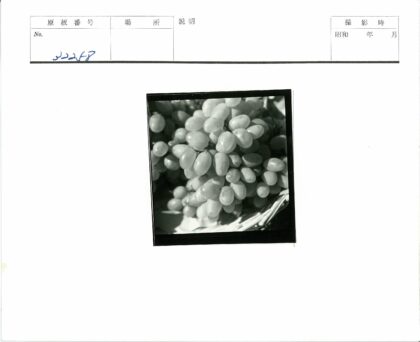 新鲜葡萄特写照片.jpg