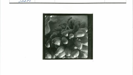 新鲜葡萄特写照片.jpg