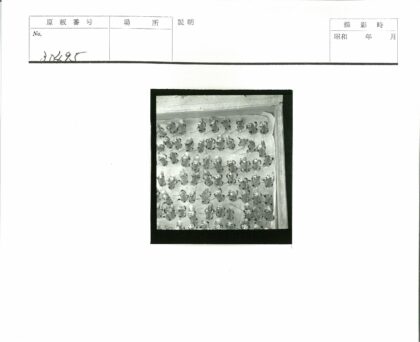 昆虫特写标本摄影集.jpg