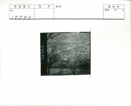 春天森林开花树枝黑白照.jpg