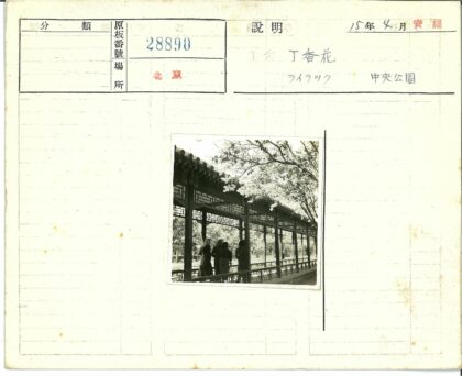 春日公园格子走廊花开盛景.jpg