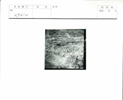 春日梯田花树远山.jpg